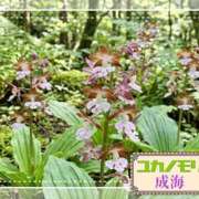 ヒメ日記 2026/04/13 14:56 投稿 成海（なるみ） ユカノモリ