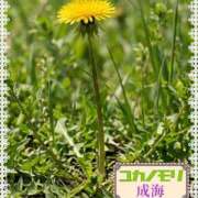 ヒメ日記 2026/04/15 14:25 投稿 成海（なるみ） ユカノモリ