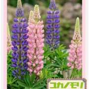 ヒメ日記 2026/04/20 14:06 投稿 成海（なるみ） ユカノモリ