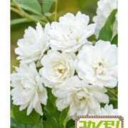 ヒメ日記 2026/04/30 15:13 投稿 成海（なるみ） ユカノモリ