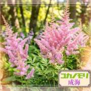 ヒメ日記 2026/05/12 17:47 投稿 成海（なるみ） ユカノモリ
