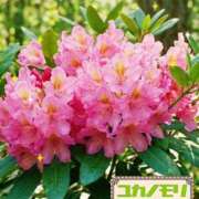 ヒメ日記 2026/05/15 17:44 投稿 成海（なるみ） ユカノモリ