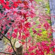 ヒメ日記 2025/11/22 12:25 投稿 あんな clubさくら梅田店