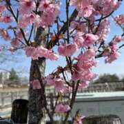 ヒメ日記 2026/03/28 10:55 投稿 あんな clubさくら梅田店