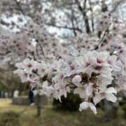 ヒメ日記 2026/03/31 10:55 投稿 あんな clubさくら梅田店