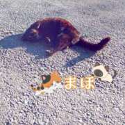 ヒメ日記 2026/02/22 16:23 投稿 まほ 一力茶屋