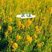 ヒメ日記 2026/03/29 11:23 投稿 まほ 一力茶屋