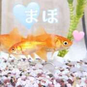 ヒメ日記 2026/07/24 08:03 投稿 まほ 一力茶屋