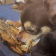 ヒメ日記 2025/09/25 07:43 投稿 ★轟みらい★ CLUB39（クラブサンキュー）