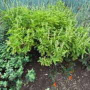 ヒメ日記 2025/10/15 14:14 投稿 結夢（ゆめ） 丸妻 錦糸町店