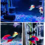 ヒメ日記 2026/03/16 19:47 投稿 結夢（ゆめ） 丸妻 錦糸町店