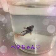 ヒメ日記 2026/03/24 14:23 投稿 結夢（ゆめ） 丸妻 錦糸町店