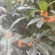 ヒメ日記 2025/10/20 14:30 投稿 あおい★ 阿AUN呍(あうん)