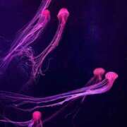 ヒメ日記 2025/08/31 11:01 投稿 ふうか（新人割引8/8まで） ウルトラグレイス24