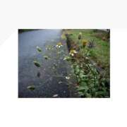 ヒメ日記 2025/09/19 19:57 投稿 ここみ 手コキガールズコレクション