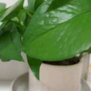 ヒメ日記 2025/09/29 14:16 投稿 100%素人いちか☆即即高級サー ROYAL CLUB姫