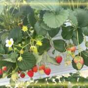 ヒメ日記 2026/04/09 14:06 投稿 波瑠☆即即高級サービス ROYAL CLUB姫