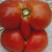 ヒメ日記 2025/11/28 07:44 投稿 みほ 濃厚即19妻