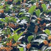 ヒメ日記 2025/10/20 11:12 投稿 はづき 東京人妻セレブリティ（ユメオト）