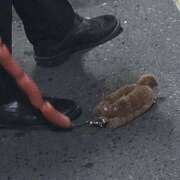 ヒメ日記 2025/08/14 08:01 投稿 おたまちゃん buzz-B