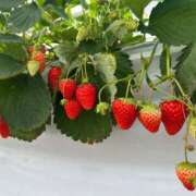 ヒメ日記 2026/01/20 20:07 投稿 こはる 脱がされたい人妻 木更津店