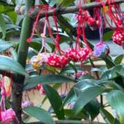 ヒメ日記 2025/12/30 09:50 投稿 ちづる 渋谷 風俗 奥様発情の会