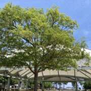 ヒメ日記 2025/09/13 00:58 投稿 白河　いずみ 妻の本音