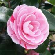 ヒメ日記 2025/12/02 14:05 投稿 なみ 完熟ばなな新宿