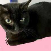 つばき 本日、出勤してます。 完熟ばなな新宿