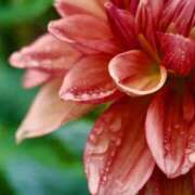 ヒメ日記 2025/09/06 07:43 投稿 のん モアグループ川越人妻花壇