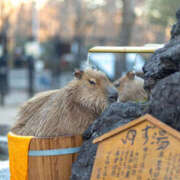 ヒメ日記 2025/10/05 12:30 投稿 のん モアグループ川越人妻花壇