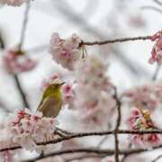 ヒメ日記 2026/02/12 13:41 投稿 のん モアグループ川越人妻花壇