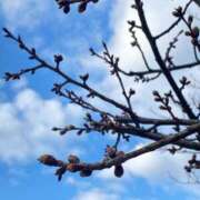 ヒメ日記 2026/02/17 13:25 投稿 のん モアグループ川越人妻花壇