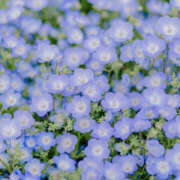 ヒメ日記 2026/04/15 08:49 投稿 のん モアグループ川越人妻花壇