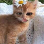 ヒメ日記 2026/04/05 22:11 投稿 るな★SS級・超ロリ坂道研究生 Chloe鶯谷・上野店 S級素人清楚系デリヘル