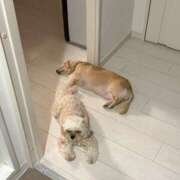 ヒメ日記 2025/08/06 10:00 投稿 ＼勝利／リンリン・ヴィクトリア GOOD-グッド-