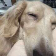 ヒメ日記 2025/09/27 02:56 投稿 ＼勝利／リンリン・ヴィクトリア GOOD-グッド-