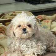 ヒメ日記 2025/12/04 23:01 投稿 ＼勝利／リンリン・ヴィクトリア GOOD-グッド-