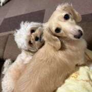 ヒメ日記 2025/12/07 11:21 投稿 ＼勝利／リンリン・ヴィクトリア GOOD-グッド-