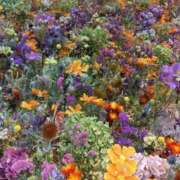 みさ お礼様 熟女の風俗最終章 沼津店