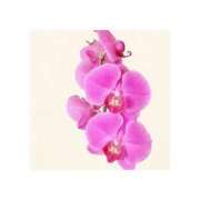 ヒメ日記 2025/10/22 16:37 投稿 ななみ 東京メンズボディクリニック TMBC 渋谷店