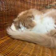 ヒメ日記 2025/08/24 21:18 投稿 神崎 あや ホットアロマ