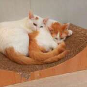 ゆり 出勤しました〜！ BABY LIPS