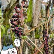 ヒメ日記 2025/10/14 15:01 投稿 夢原るい ミセスレディ