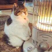 ヒメ日記 2025/10/20 20:31 投稿 夢原るい ミセスレディ