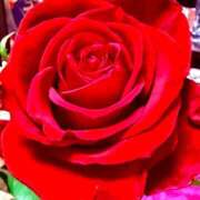 みおと 薔薇は添えるだけ ハピネス水戸