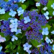 ヒメ日記 2026/06/05 07:45 投稿 みおと ハピネス水戸