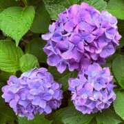 ヒメ日記 2026/06/11 16:27 投稿 みおと ハピネス水戸