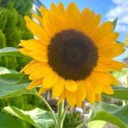 ヒメ日記 2025/08/08 06:50 投稿 流川【るかわ】 人妻日和(久喜)