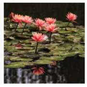 ヒメ日記 2025/08/16 07:10 投稿 流川【るかわ】 人妻日和(久喜)